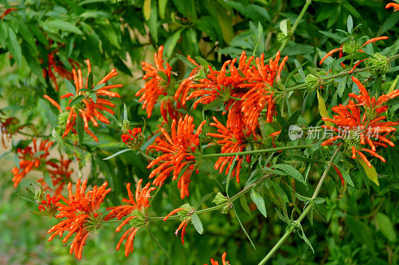 Leonotis Leonurus /狮子的尾巴:耀眼的橙色花朵